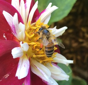bee on flower image