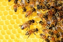 bees image