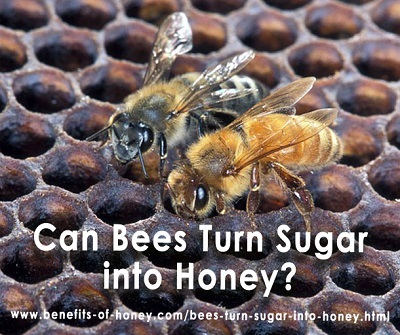 can bees turn sugar into honey image