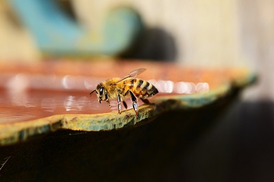 Can Bees Turn Sugar Into Honey image