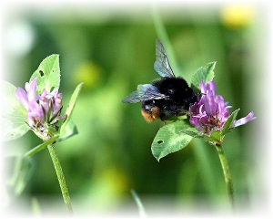 bumble bee image