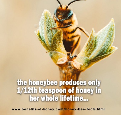 honey bee facts image