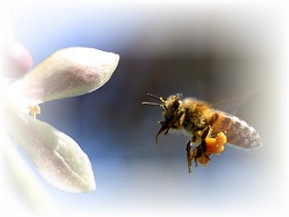honey bee facts image