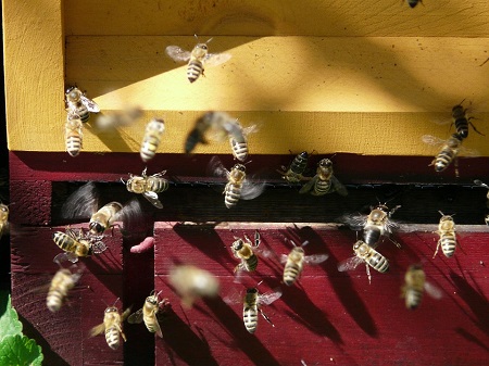 backyard beekeeping image