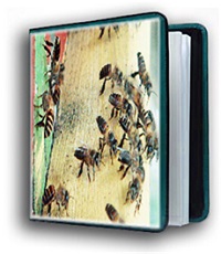 honey bees images image