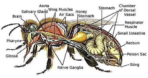 honeybee stomach image