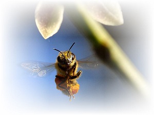 words with honey and bees image