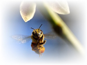 honeybee image