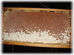 honeycomb image