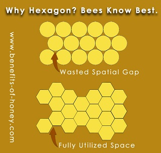 bees know best image