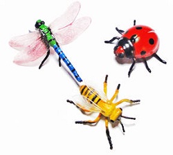 insects education image