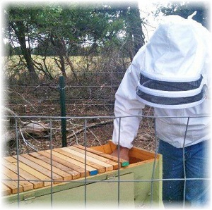 bee keeping image