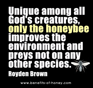 honey bee facts image