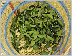 oolong tea image