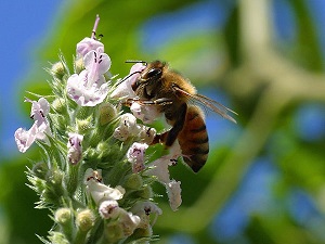 bee pictures image