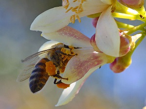 bee pictures image