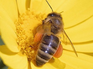 bee pictures image