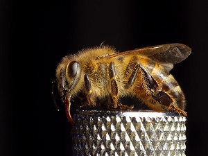 bee pictures image