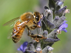 bee pictures image