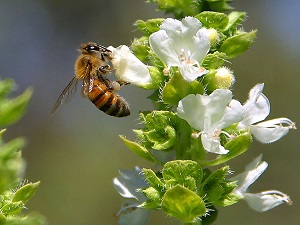 bee pictures image