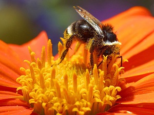 bee pictures image