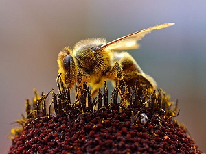 bee pictures image