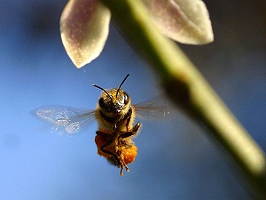 bee pictures image