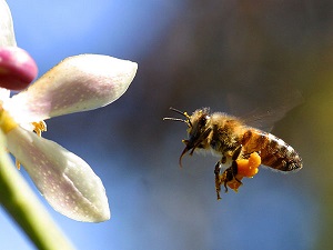 bee pictures image