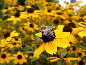 bee pictures image