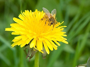 bee pictures image