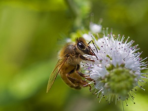 bee pictures image