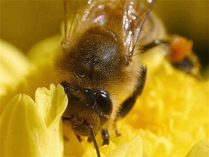 bee pictures image