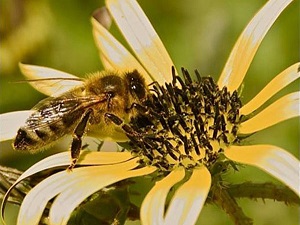 bee pictures image