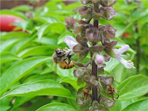 bees in hong kong image