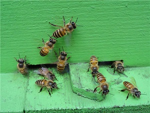 bees in hong kong imagee