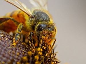 bee pictures image