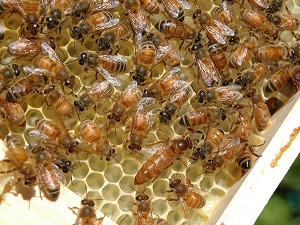 bee pictures image