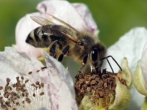 bee pictures image