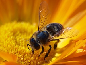 bee pictures image