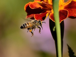 bee pictures image