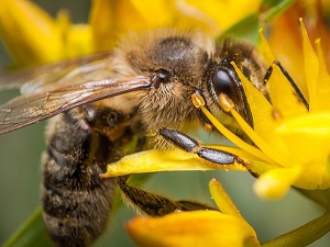 bee pictures image