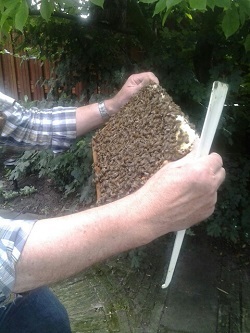 beekeeping in singapore image