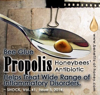 propolis drop picture image