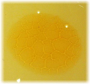 honeycomb pattern image