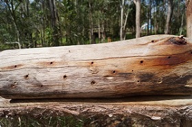 solitary bee image