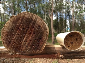 solitary bee image