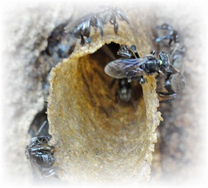 stingless bees