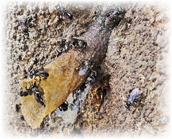 stingless bees image