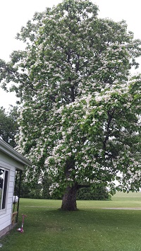 bees on tree image