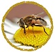 what is buzzing now logo image